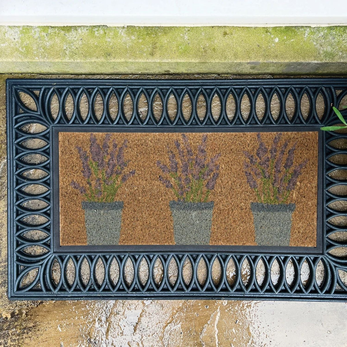 Outdoor Lavender Coir Insert (23x53cm) — room photo 4